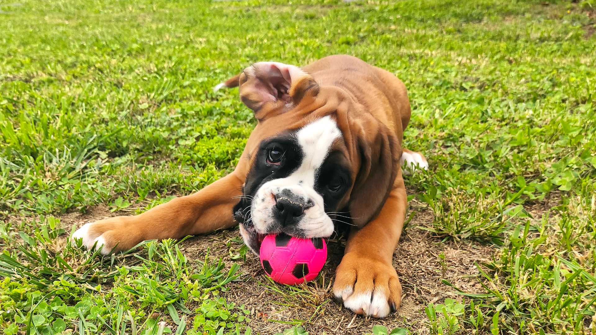 cuccioli Boston Terrier e cuccioli Boxer